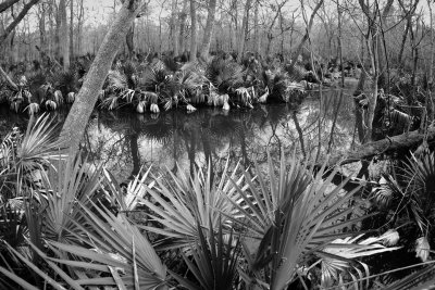 P3049813 - Why Do They Call It 'Palmetto Park'?.jpg