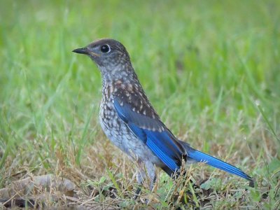 P6013263 - Juvenile Eastern Bluebird.jpg