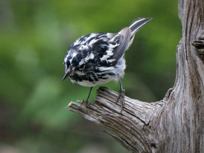 P6023303 - Juvenile Black & White Warbler.jpg