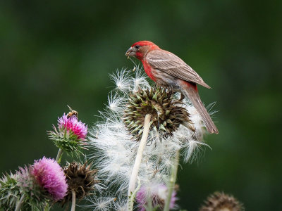 P6023558 - Thistle For Lunch.jpg