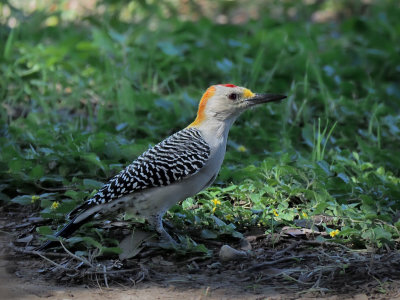 P9258596 - Golden Fronted Woodpecker.jpg