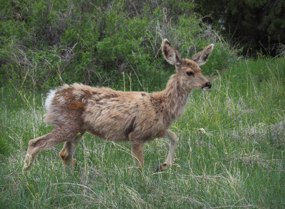 Young Mule Deer, Badlands NP - P5223074.jpg
