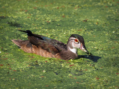 P9062754 - Immature Male Wood Duck.jpg