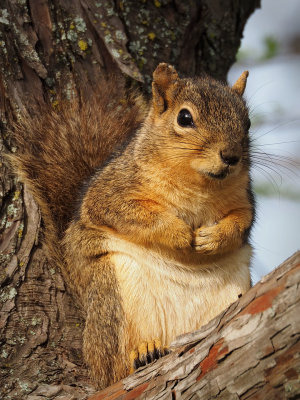 P4078009 - Tree Rat.jpg