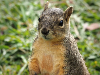 P4078095 - Tree Rat Portrait.jpg