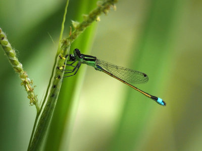 P9033986 - Damsel.jpg