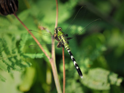 P9062710 - Eastern Pondhawk.jpg