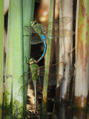 P9160195 Mating Green Darner's.jpg
