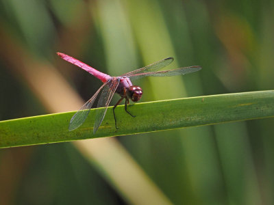 P9174033 - Red Dragon.jpg