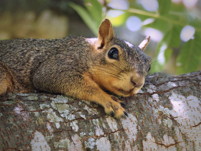 P9174044 - Squirrel at Rest.jpg