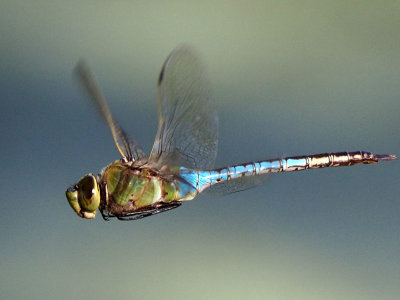 PA283504.jpg