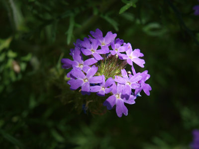 P5028391 - Spotlight on Beauty.jpg