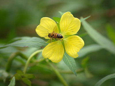 P9065178 - Busy Bee.jpg
