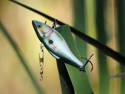 P9160209 - The Lure of Nature.jpg