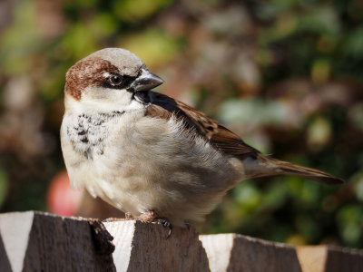 P1183400 - Sparrow.jpg