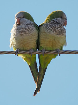 P1225046 - Love Birds.jpg
