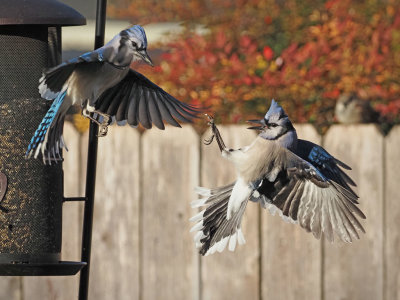 P1214710 -Food Fight.jpg