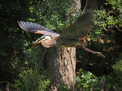 P5071547 - Fish For Dinner.jpg