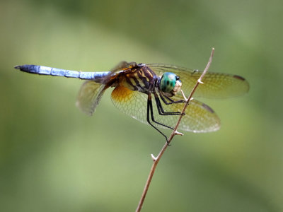 Draongflies and Wildlife of Northwest Park