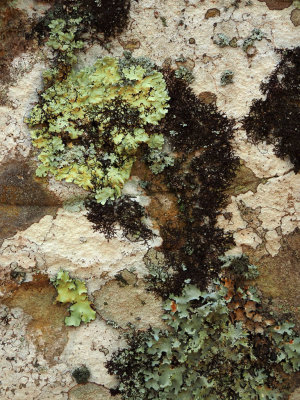 PA175532 - I'm Liken' the Lichens.jpg