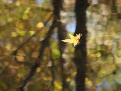PA185596 - Adrift In a Sea of Color.jpg
