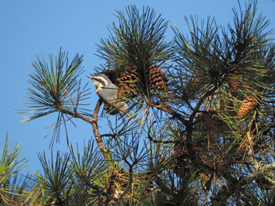 PA185763 - Red-breasted Nuthatch.jpg
