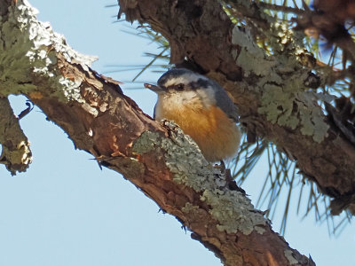 PA185800 - Red-breasted Nuthatch.jpg