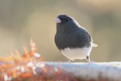 Junco