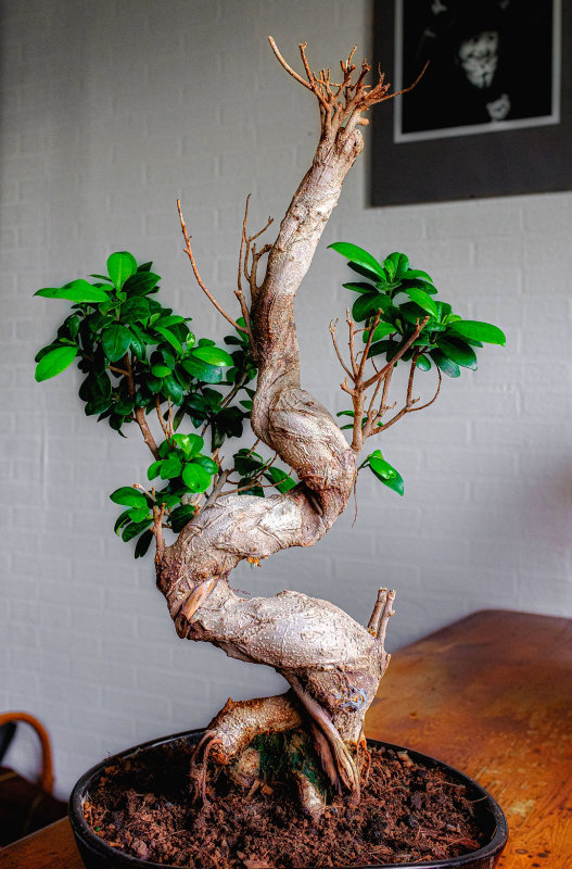 Ficus ginseng