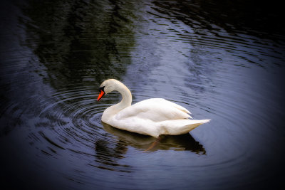 Swan