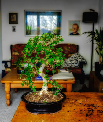 Chinese elm