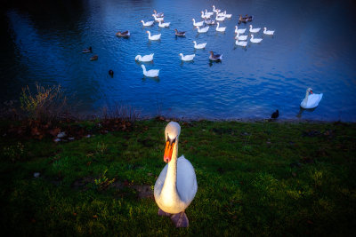 At the Pond