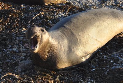 Elephant Seal, near San Simeon