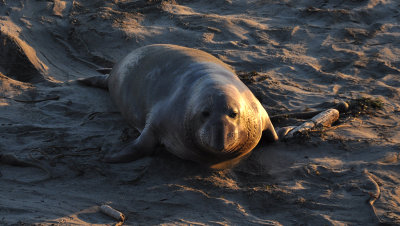 Elephant Seal, near San Simeon