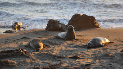 Near San Simeon