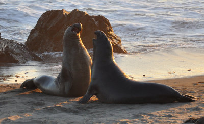 Near San Simeon