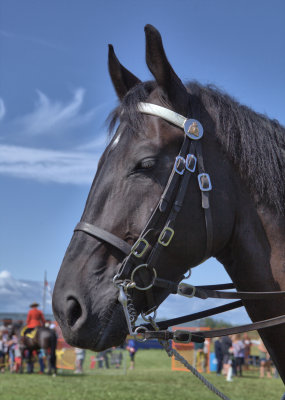 Musical Ride