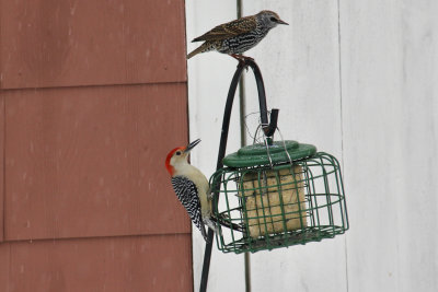 Red breasted woodpecker