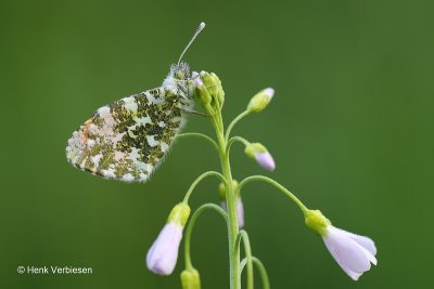 Anthocharis cardamines - Oranjetipje 3.JPG