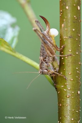Pholidoptera griseoaptera - Bramensprinkhaan 2.JPG