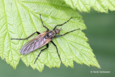 Empis tessellata - Grote Dansvlieg 3.JPG