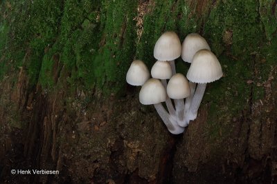 Mycena galericulata - Helmmycena 1.JPG