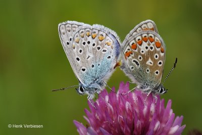 Lycaenidae - Blauwtjes / Kleine Pages / Vuurvlinders