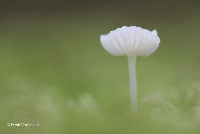 Mycena epipterygia var. candida.JPG