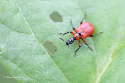 Attelabidae - Bladrolkevers