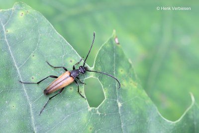 Stenurella melanura - Tweekleurige Smalboktor 3.JPG