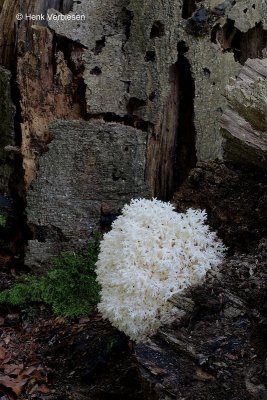 Hericium coralloides - Kammetjesstekelzwam 1.JPG