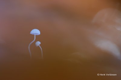 Mycena capillaris - Kleine Beukenbladmycena 3.JPG