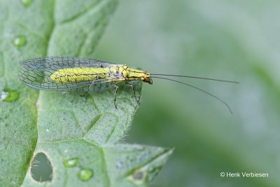 Chrysopidae - Gaasvliegen