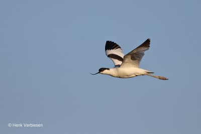 Recurvirostra avosetta - Kluut 1.JPG